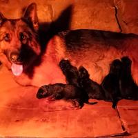 Cuccioli di pastore tedesco