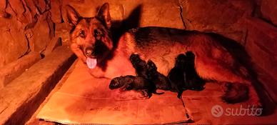 Cuccioli di pastore tedesco