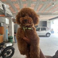 Cane barboncino toy per monta