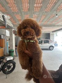 Cane barboncino toy per monta