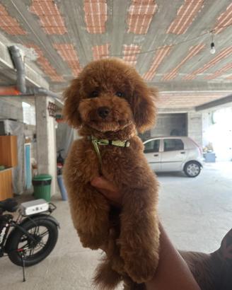 Cane barboncino toy per monta