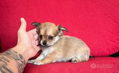 Chihuahua Maschio è femmine mini Toy