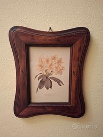 ILLUSTRAZIONE BOTANICA CORNICE IN LEGNO MASSELLO