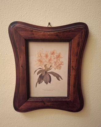 ILLUSTRAZIONE BOTANICA CORNICE IN LEGNO MASSELLO
