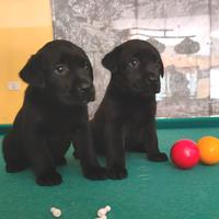 Labrador Retriever_Cuccioli
