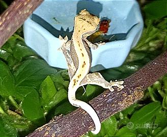 Baby geco Ciliatus Lilly White