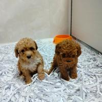 Barboncino mini toy/ Toy Red - albicocca