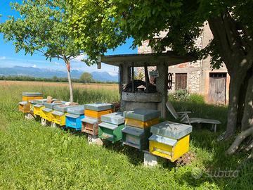 Nuclei e famiglie api