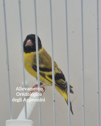 Lucherini testa nera
