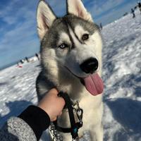 Siberian Husky maschio con pedigree - per monta