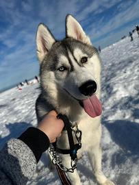 Siberian Husky maschio con pedigree - per monta
