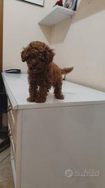Femminuccia Toy Con Pedigree ENCI 