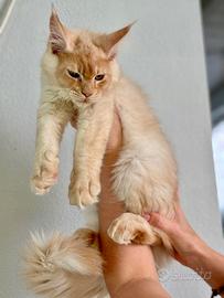 Maine Coon