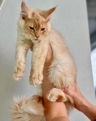 Maine Coon