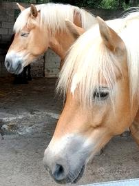 Fida cavalla Avelignese