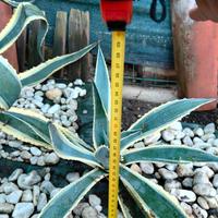 Agave  verde e striata 