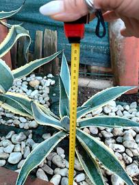 Agave  verde e striata 