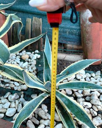 Agave  verde e striata 