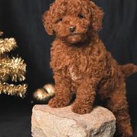 Cucciolo barboncino toy red