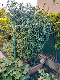 Pianta di Gelsomino 