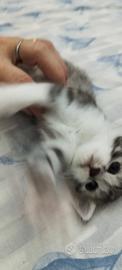 Animali