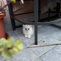 3 cuccioli di gatti persiani chinchilla