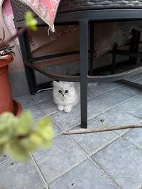 3 cuccioli di gatti persiani chinchilla