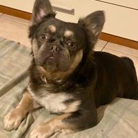MONTA Bulldog Francese, Blu Tan Fluffy
