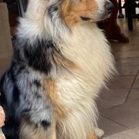 Pastore australiano per monte