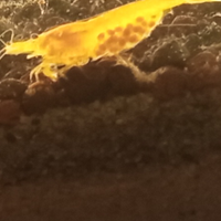 Neocaridine Yellow Fire Neon alto grado