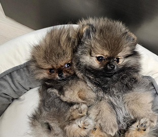 Spitz di Pomerania nano