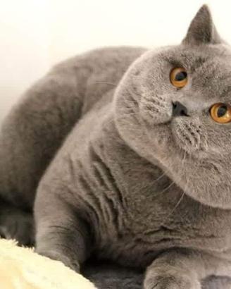 Allevamento Gatti British Shorthair