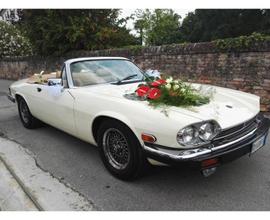 Splendida Jaguar