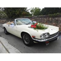 Splendida Jaguar