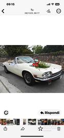 Splendida Jaguar