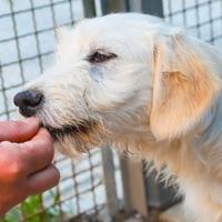Adozione cane 4 mesi