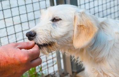 Adozione cane 4 mesi