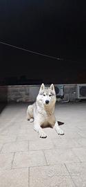 Husky per monta