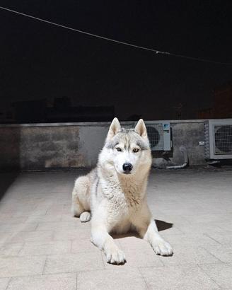Husky per monta