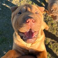 Shar Pei femmina