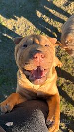 Shar Pei femmina
