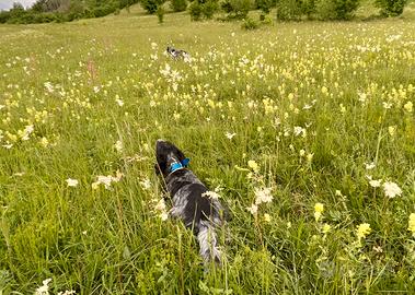 Setter inglese