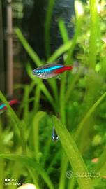 Pesci Neon acqua dolce