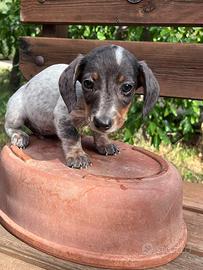 Bassotto piebald