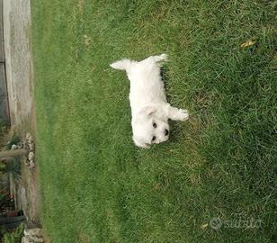 Maltese toy
