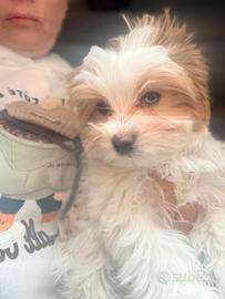 Yorkshire Biewer terrier