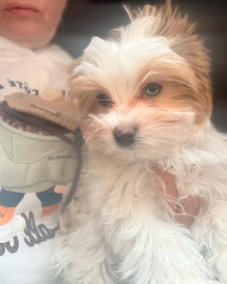 Yorkshire Biewer terrier