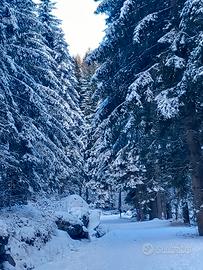 LAST-MINUTEbilocale sulle piste da sciDOLOMITI