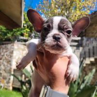 Bulldog francese