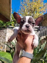 Bulldog francese